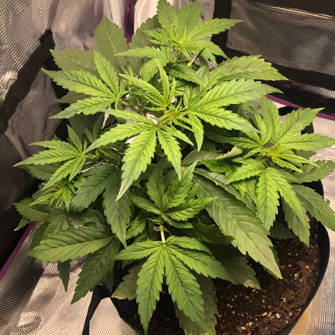 First Grow growlog timeline photo