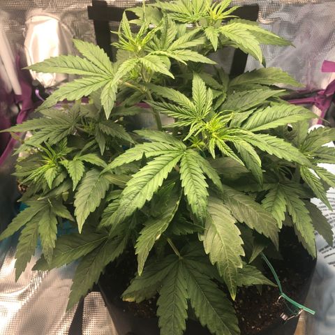 First Grow growlog photo: Added a little LST 