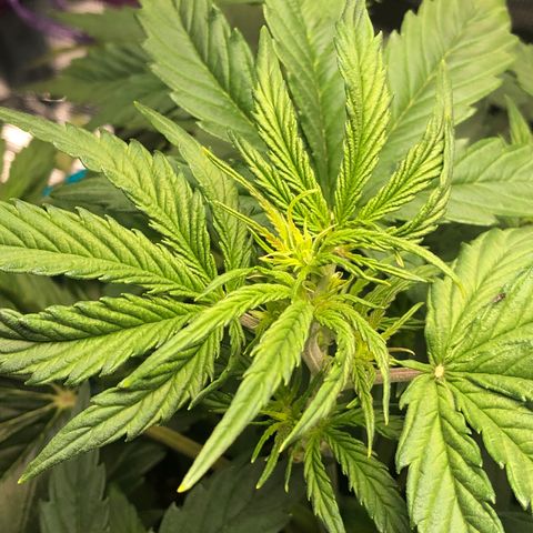 First Grow growlog timeline photo