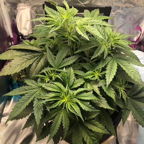 First Grow growlog timeline photo