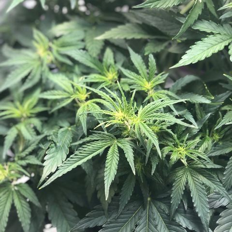 First Grow growlog timeline photo