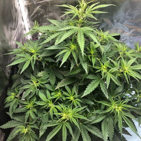 First Grow growlog timeline photo