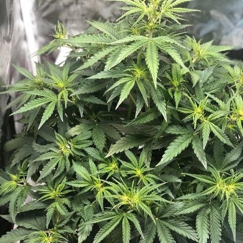 First Grow growlog timeline photo
