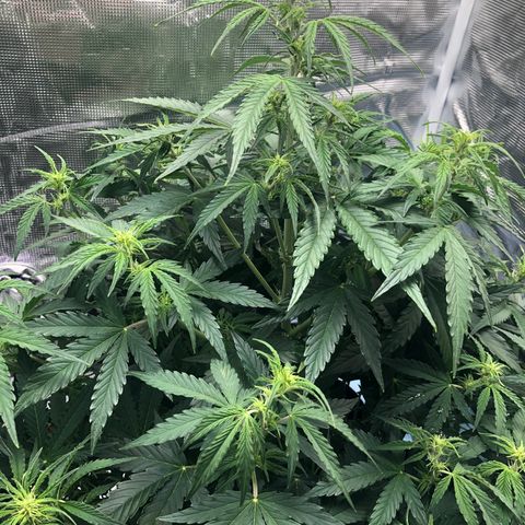 First Grow growlog timeline photo