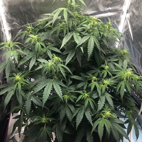 First Grow growlog timeline photo