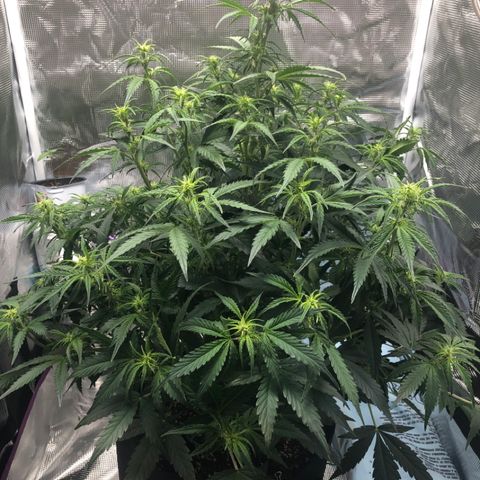 First Grow growlog photo: Defoliate
