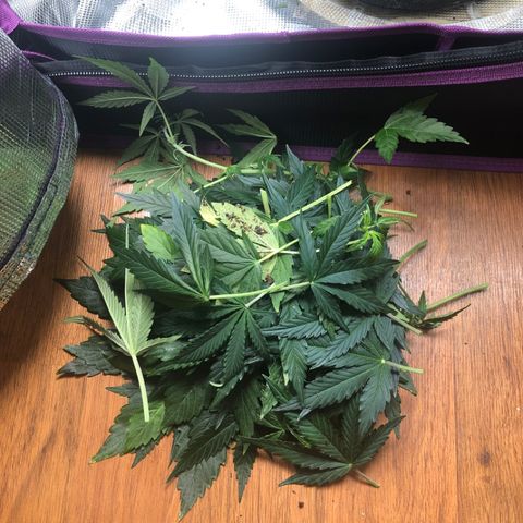 First Grow growlog photo: Defoliate