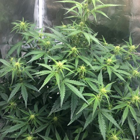 First Grow growlog timeline photo