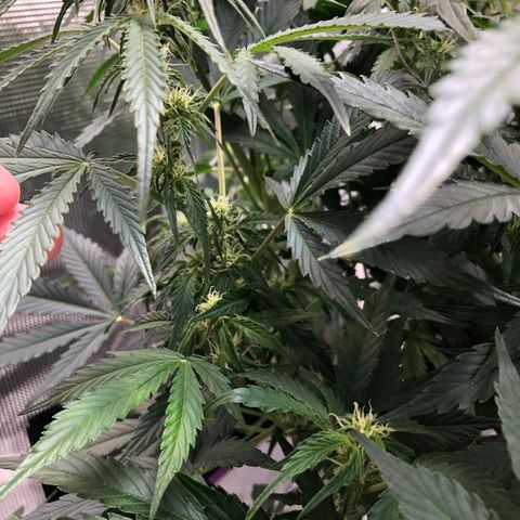 First Grow growlog timeline photo