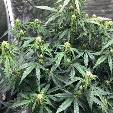 First Grow growlog timeline photo
