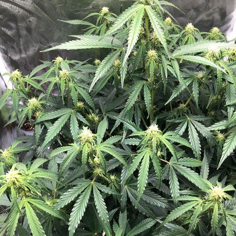 First Grow growlog timeline photo