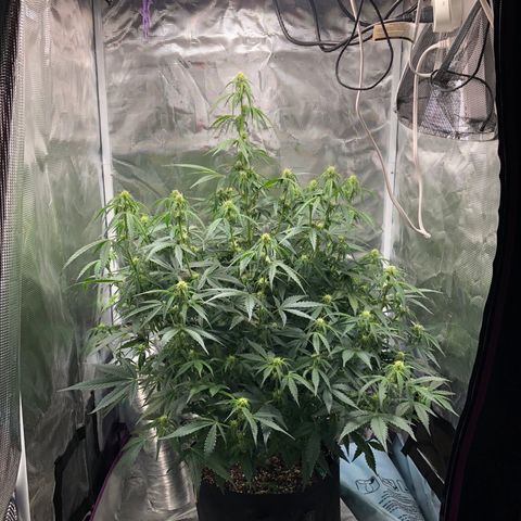 First Grow growlog timeline photo