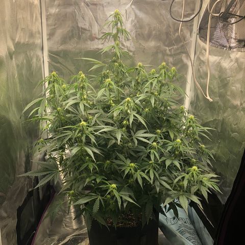 First Grow growlog timeline photo