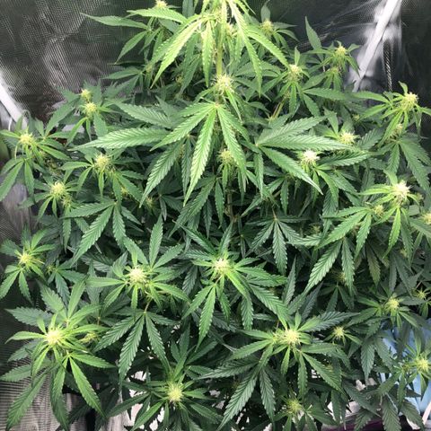 First Grow growlog timeline photo