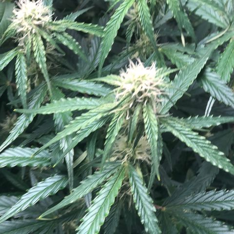 First Grow growlog photo: First noticed visible trichomes today