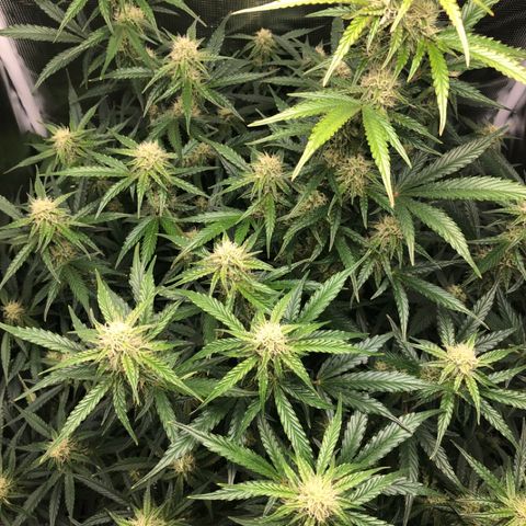 First Grow growlog timeline photo