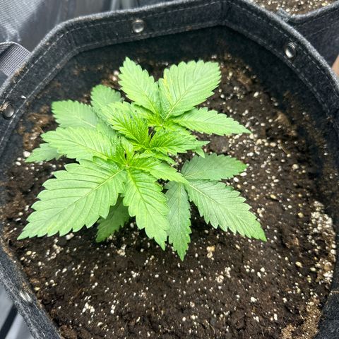 Future #1 growlog timeline photo