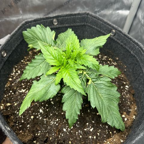Imperium X 1 growlog timeline photo