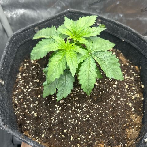 Purple Thai growlog timeline photo
