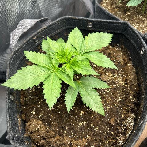 Future #1 growlog timeline photo