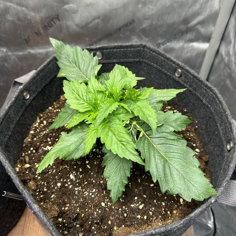 Imperium X 1 growlog timeline photo