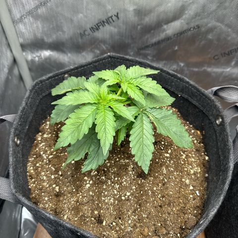 Purple Thai growlog timeline photo