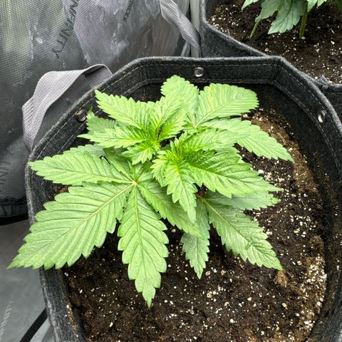 Future #1 growlog timeline photo