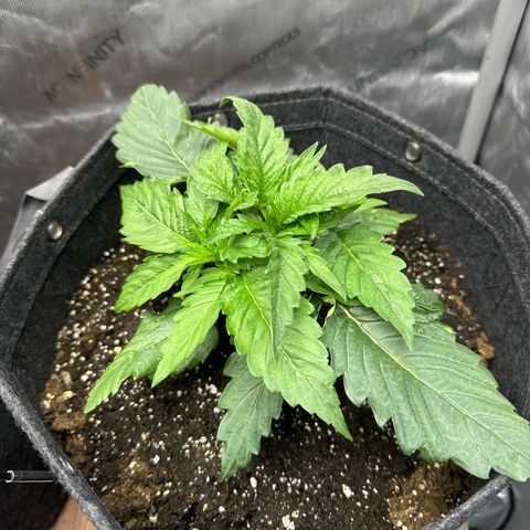 Imperium X 1 growlog timeline photo