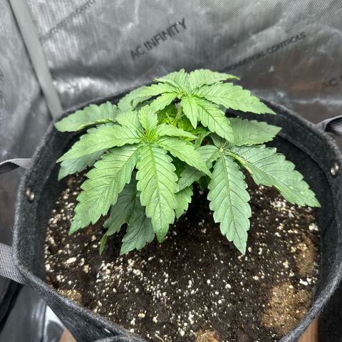 Purple Thai growlog timeline photo