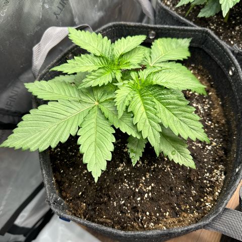 Future #1 growlog timeline photo