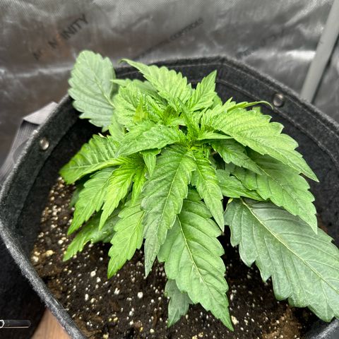 Imperium X 1 growlog timeline photo