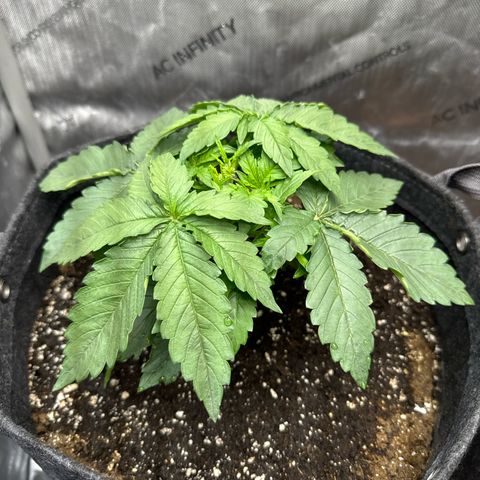 Purple Thai growlog timeline photo