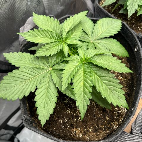 Future #1 growlog timeline photo