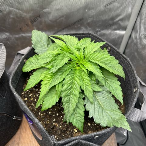 Imperium X 1 growlog timeline photo