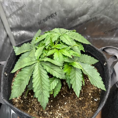 Purple Thai growlog timeline photo