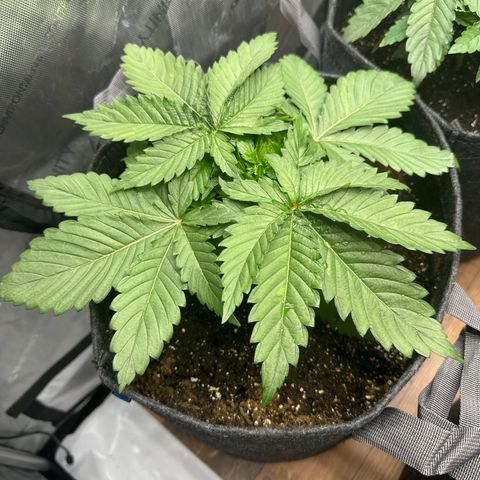 Future #1 growlog timeline photo
