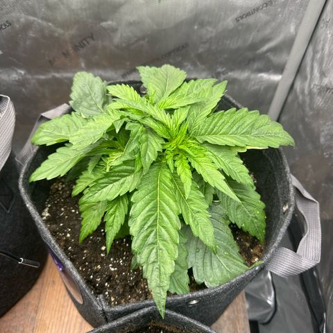 Imperium X 1 growlog timeline photo