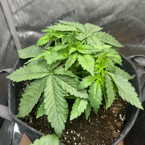 Purple Thai growlog timeline photo