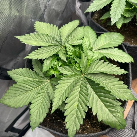 Future #1 growlog timeline photo