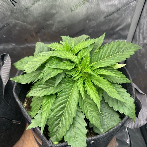 Imperium X 1 growlog timeline photo