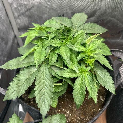 Purple Thai growlog timeline photo