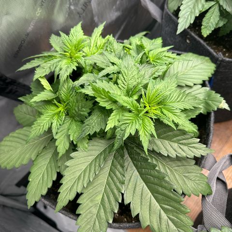 Future #1 growlog timeline photo