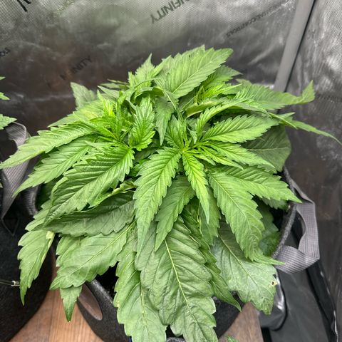 Imperium X 1 growlog timeline photo