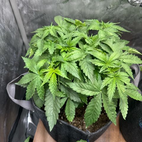 Purple Thai growlog timeline photo