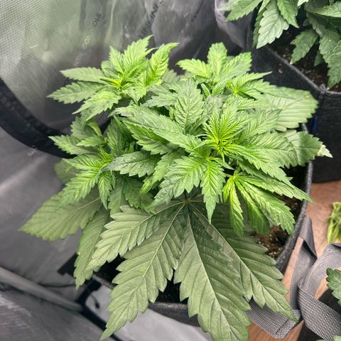 Future #1 growlog timeline photo