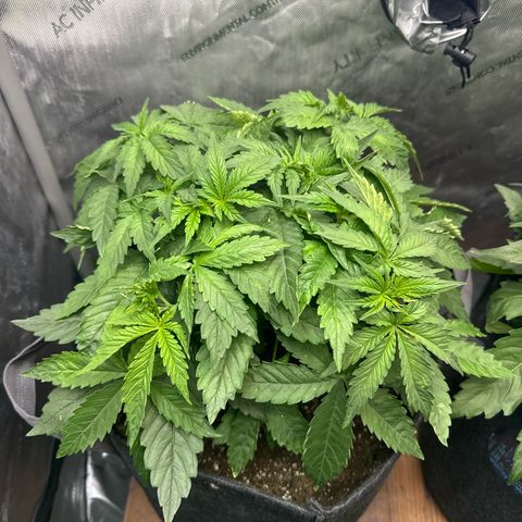Purple Thai growlog timeline photo