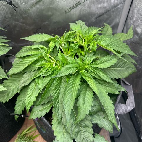 Imperium X 1 growlog timeline photo