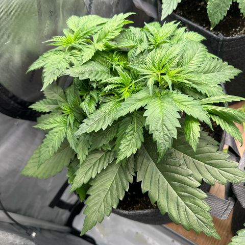 Future #1 growlog timeline photo