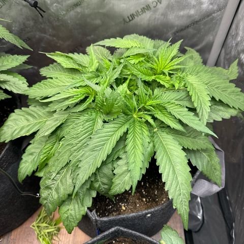 Imperium X 1 growlog timeline photo