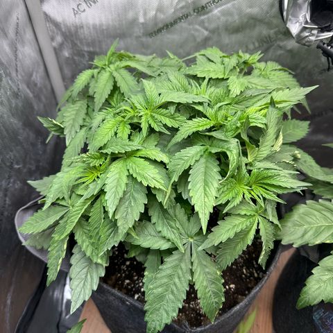 Purple Thai growlog timeline photo
